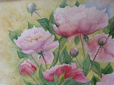 Pfingstrosen Pfingstrosen